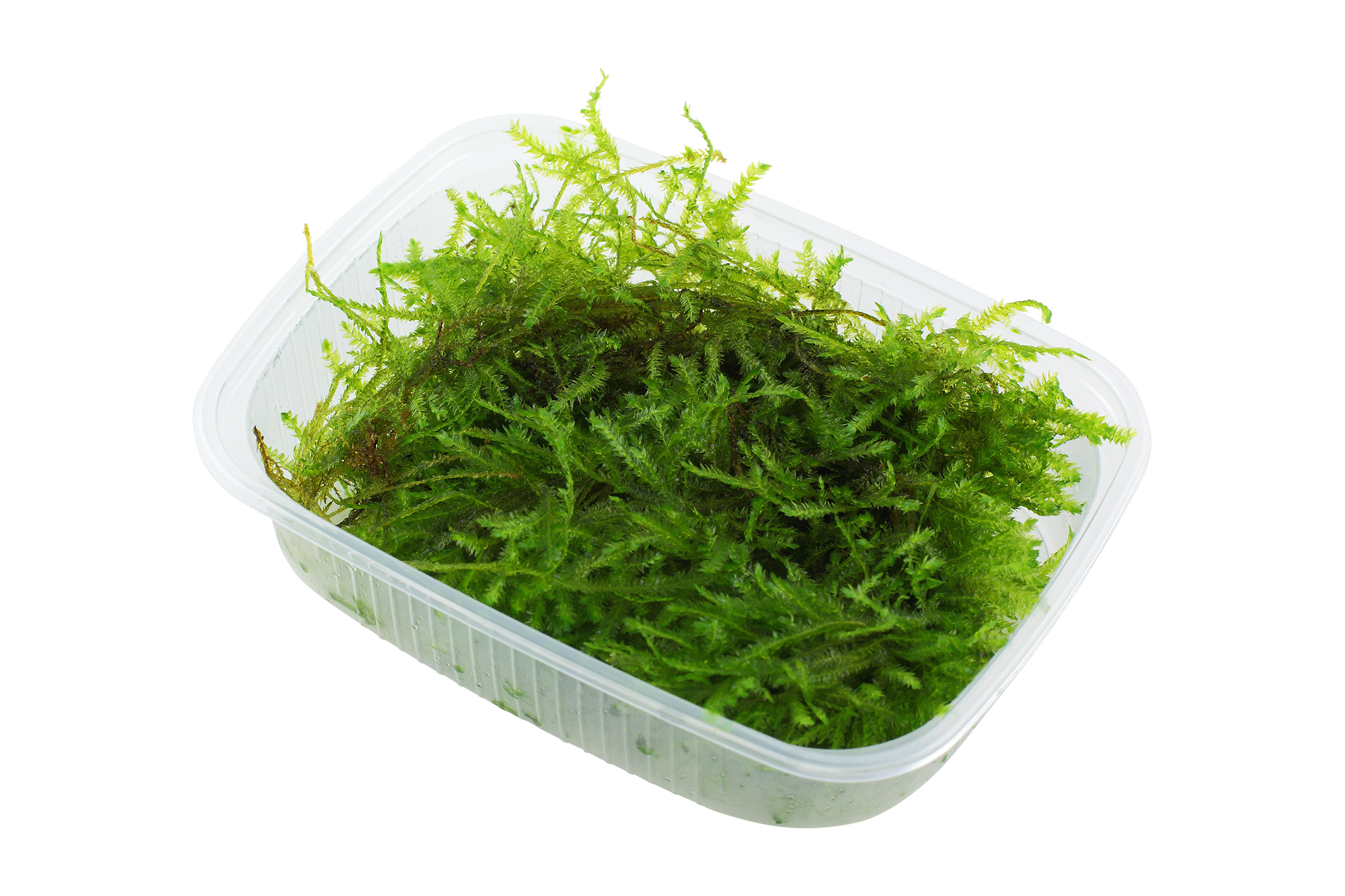 Vesicularia montagnei 'Christmas Moss' Portion
