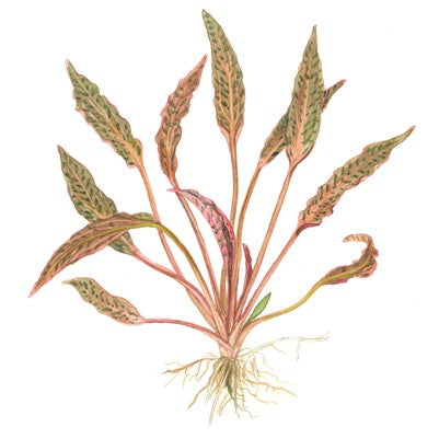 Cryptocoryne nurii 1-2-Grow
