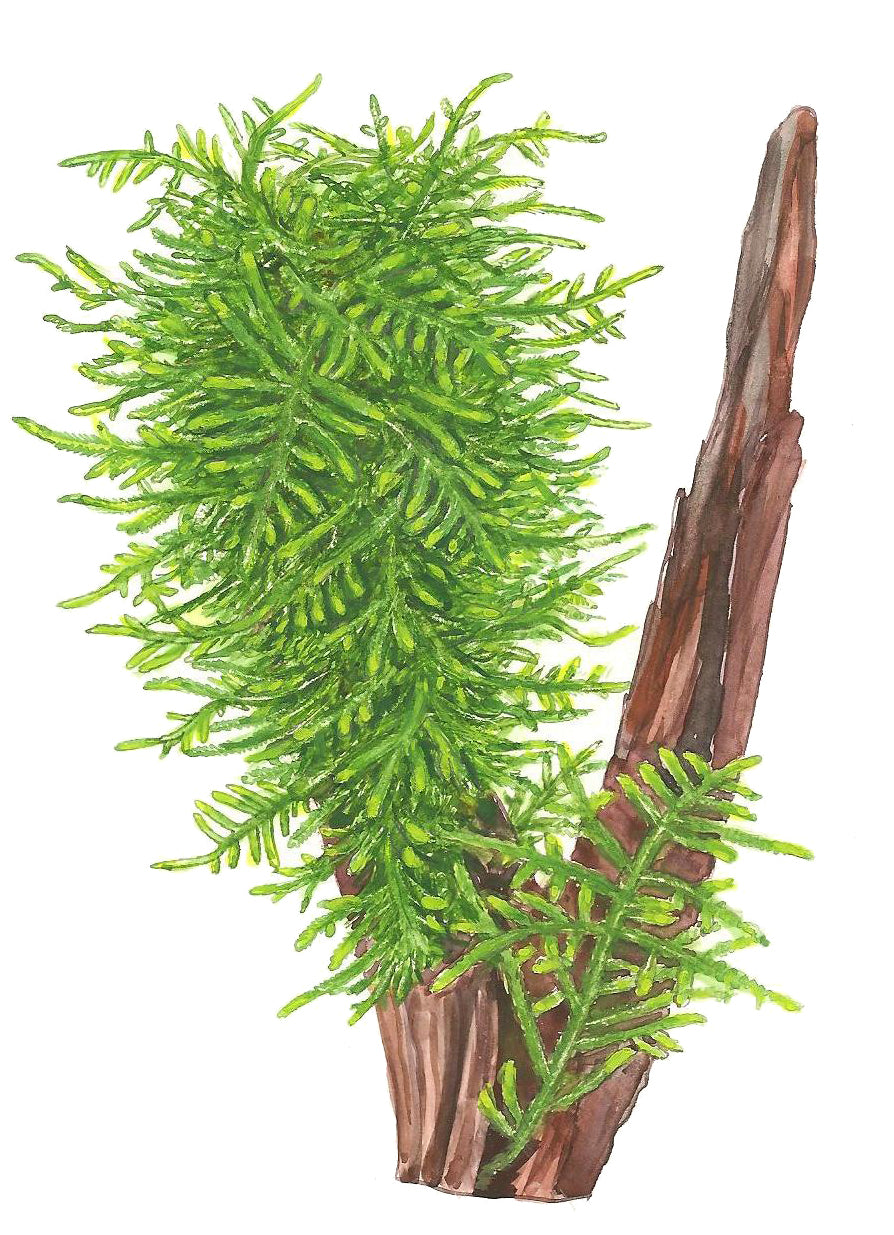Taxiphyllum sp. 'Spiky Moss' Portion