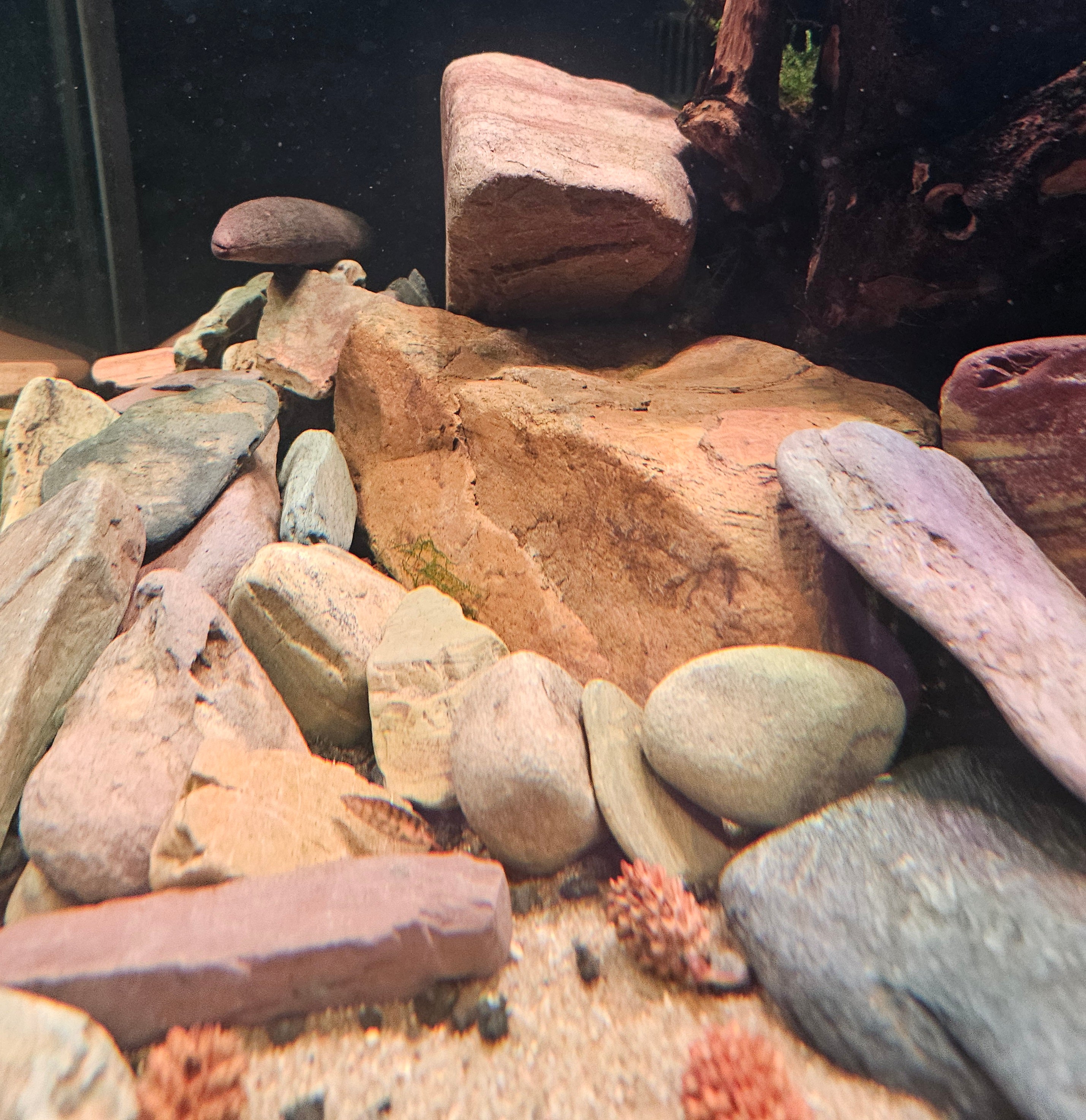 River Mix 10-25cm ( Preis / kg )