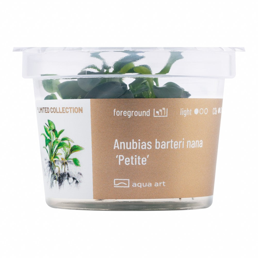 Anubias barteri var. 'Petite'