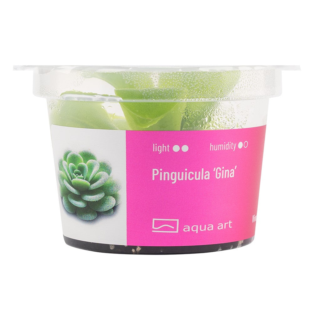 Pinguicula 'Gina'