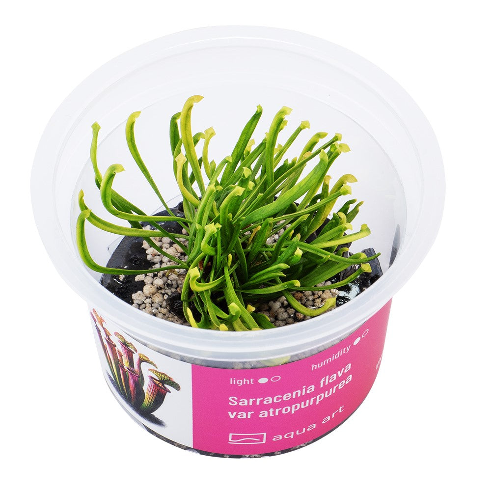Das Bild zeigt eine junge Pflanze der Sorte Sarracenia flava var. atropurpurea in einem transparenten Kulturtopf. Auffällige Merkmale: