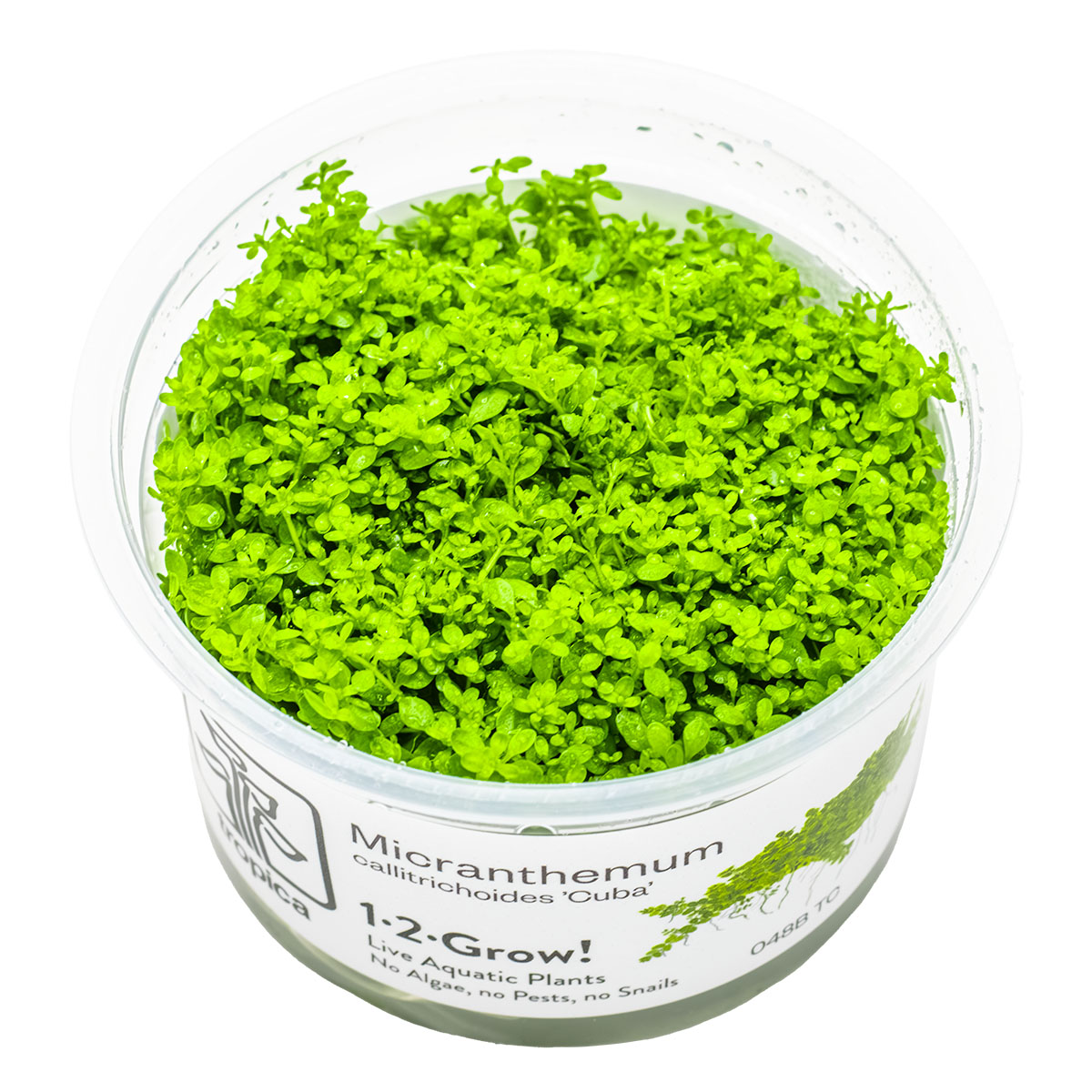 Micranthemum callitrichoides 'Cuba'
