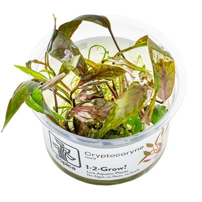 Cryptocoryne nurii 1-2-Grow
