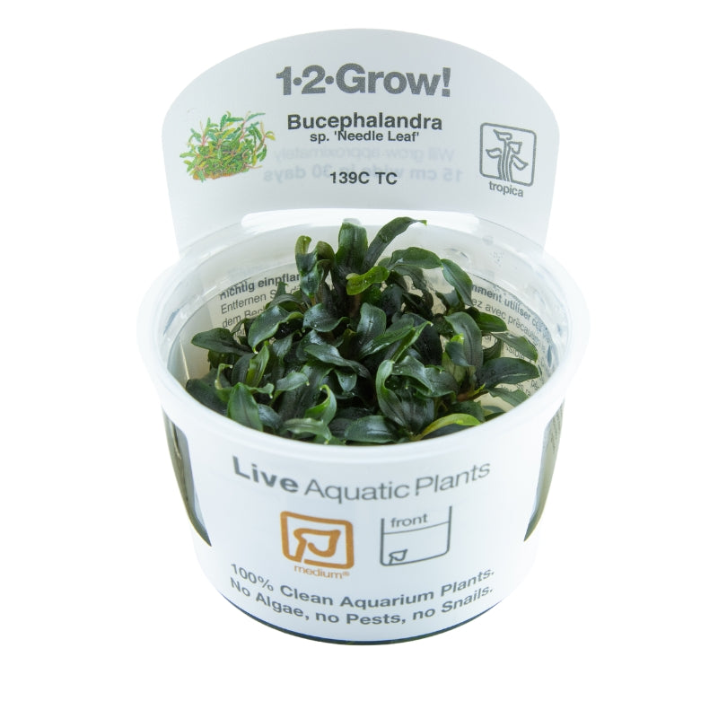 Bucephalandra micrantha 'Needle Leaf' invitro