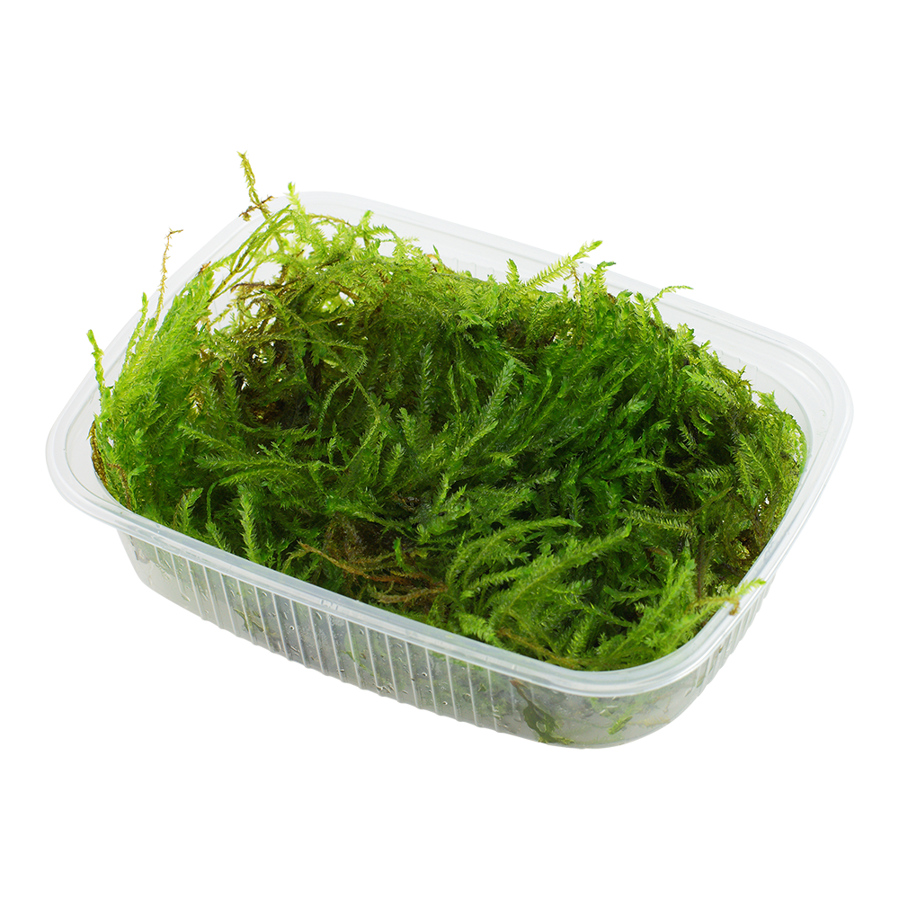 Taxiphyllum sp. 'Spiky Moss' Portion