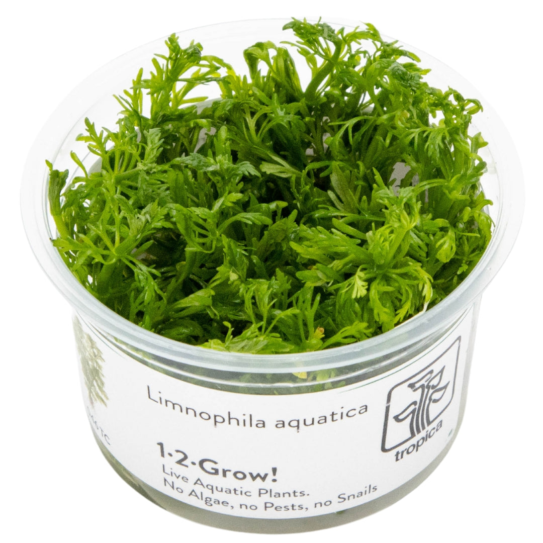 Limnophila aquatica