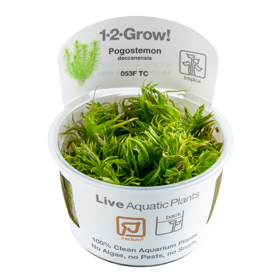 Pogostemon erectus / deccanensis