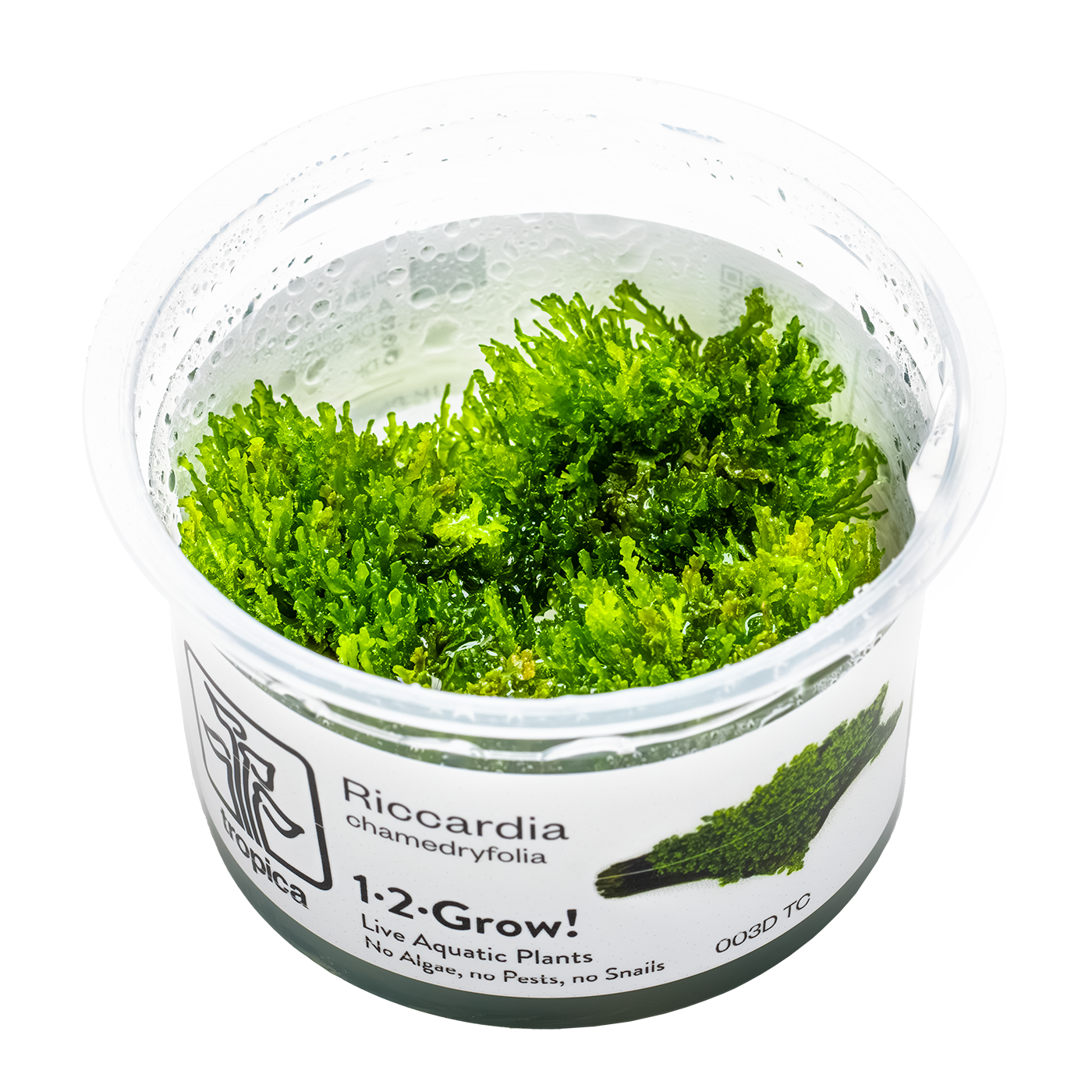 Riccardia chamedryfolia 1-2 Grow!