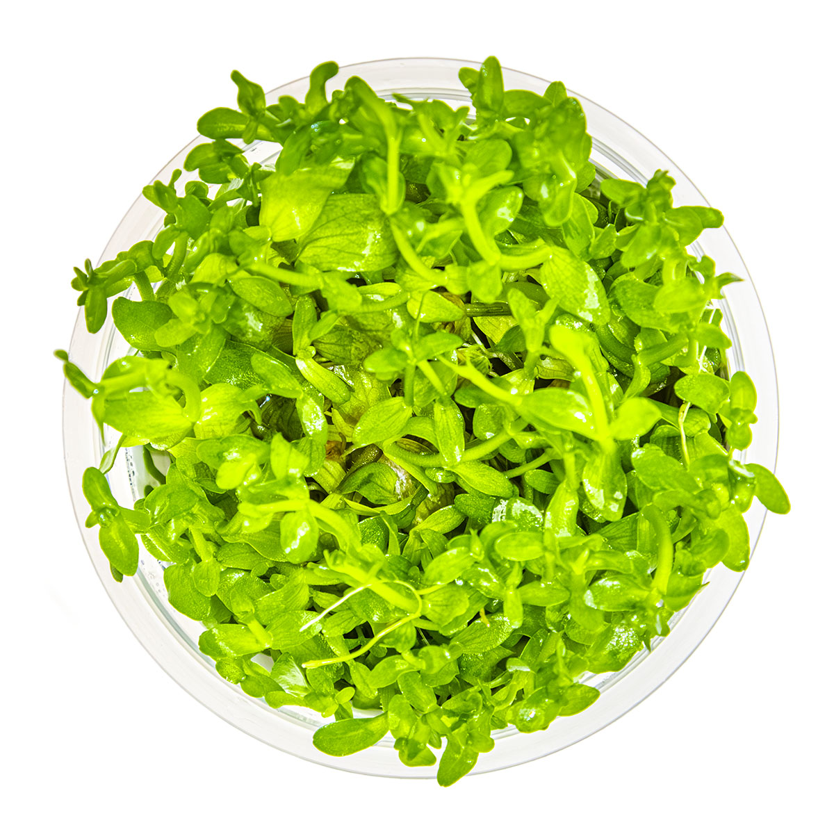 Bacopa caroliniana