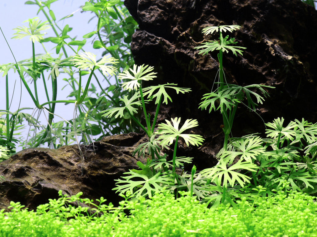 Ranunculus inundatus