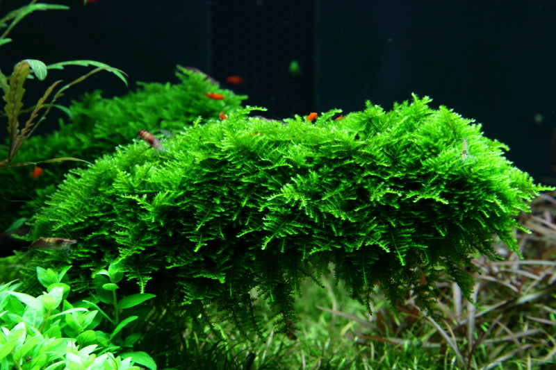 Vesicularia montagnei 'Christmas Moss' Portion