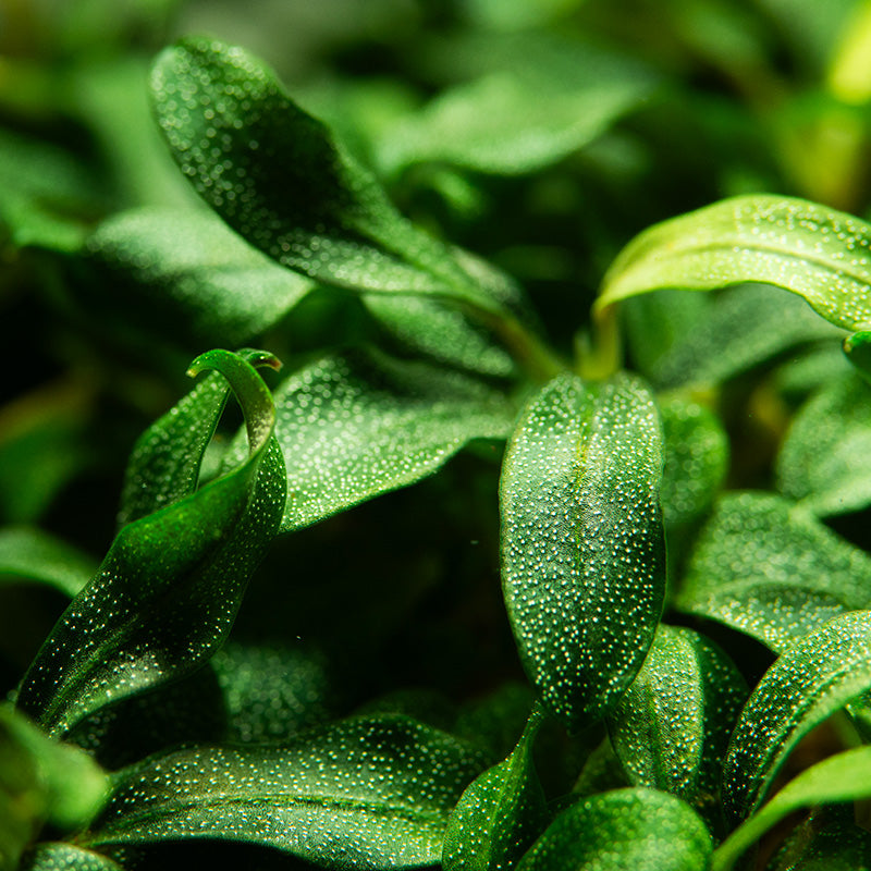 Bucephalandra micrantha 'Needle Leaf' invitro