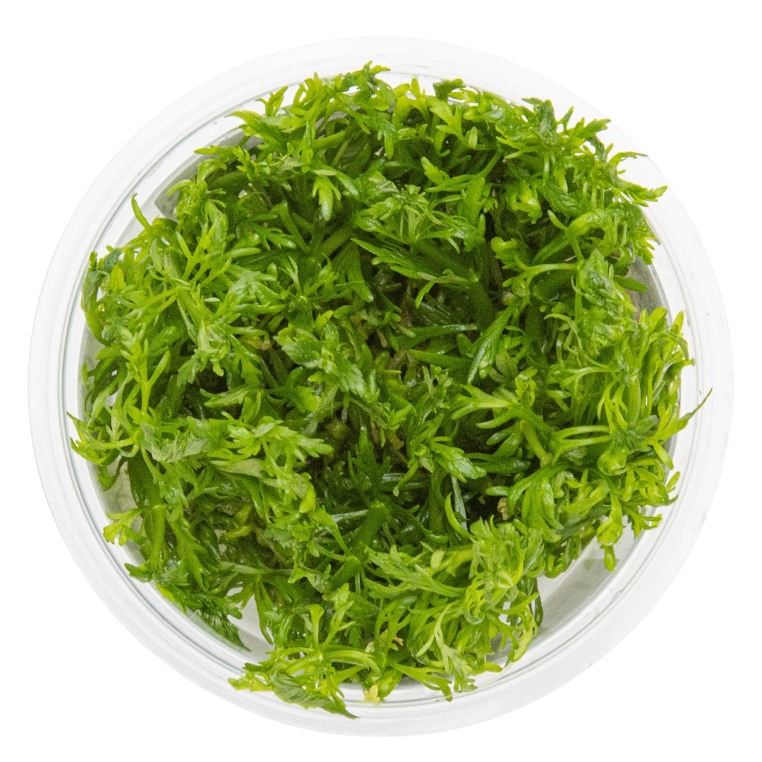 Limnophila aquatica