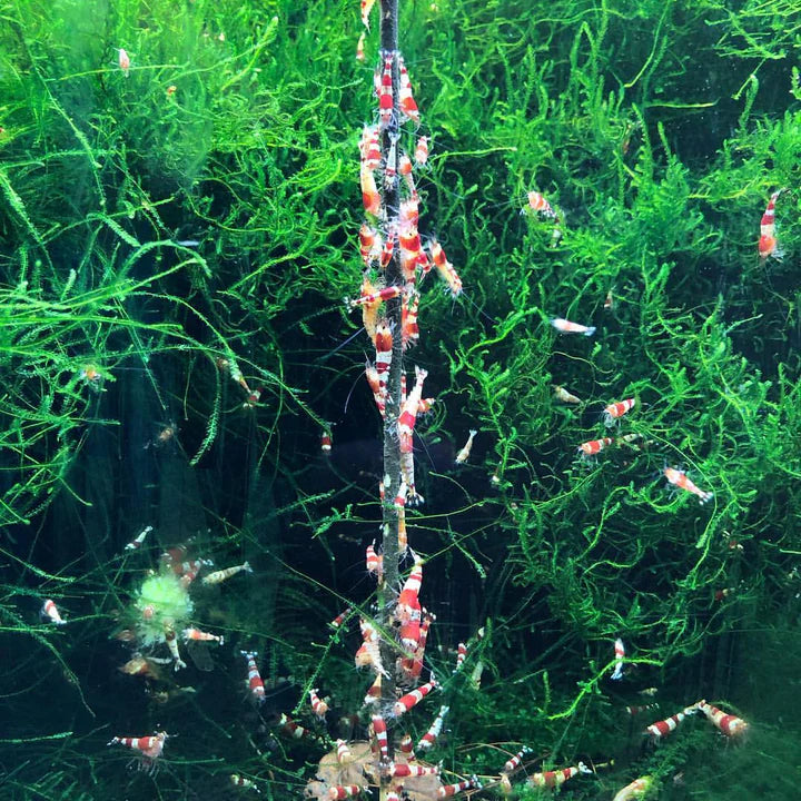 Shrimp Stick Astaxanthin Lolly (10 Stück)