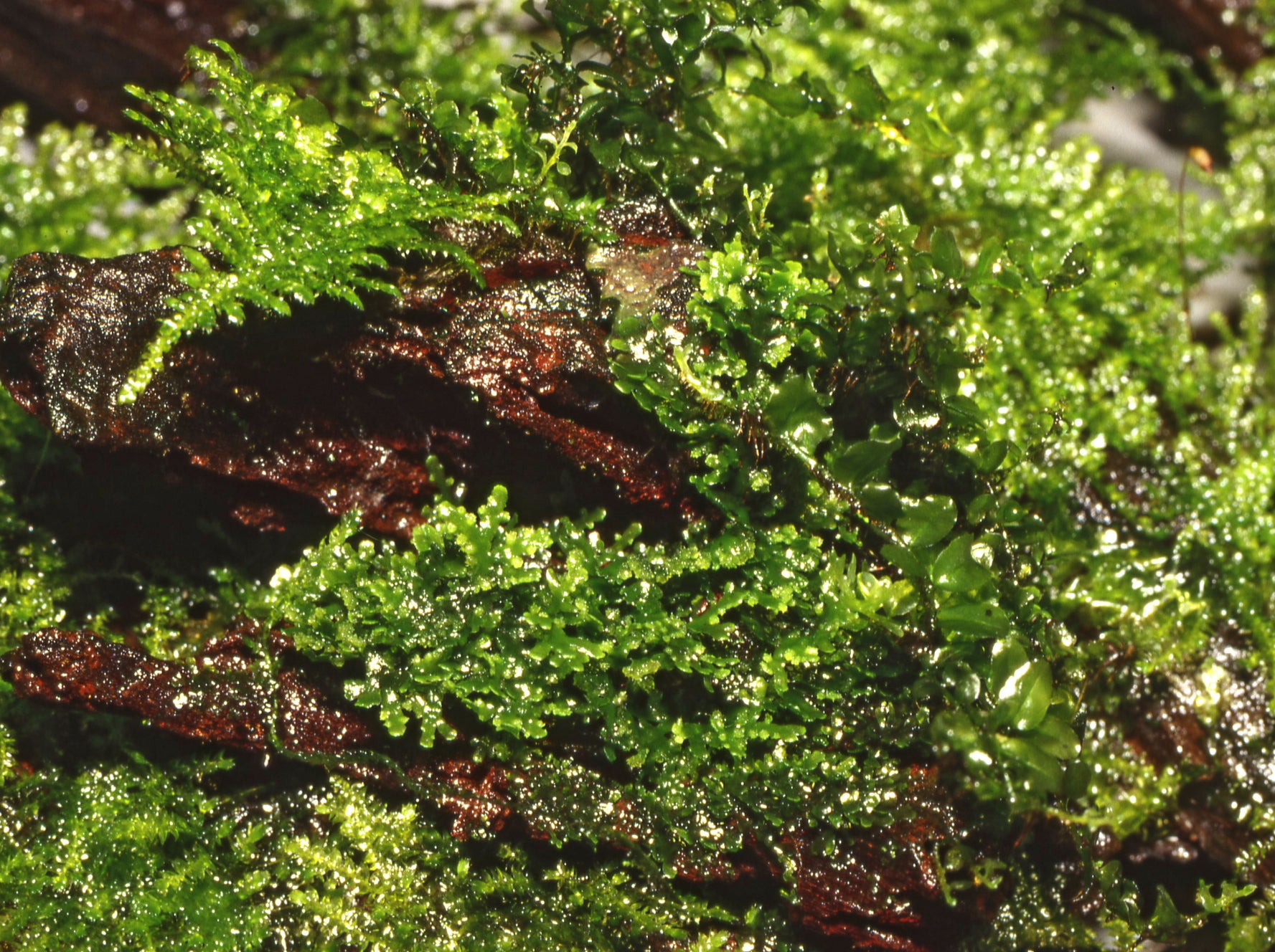 Riccardia chamedryfolia 1-2 Grow!