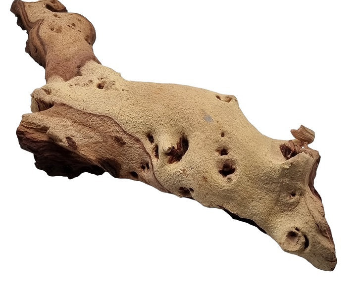 Mopani Wurzel Nr.33