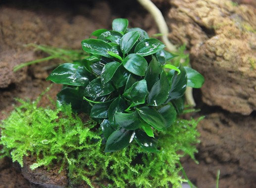 Anubias nana 'Bonsai'