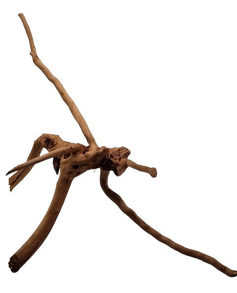 Rote Moorwurzel / Fingerwurzel Größe M Nr.101