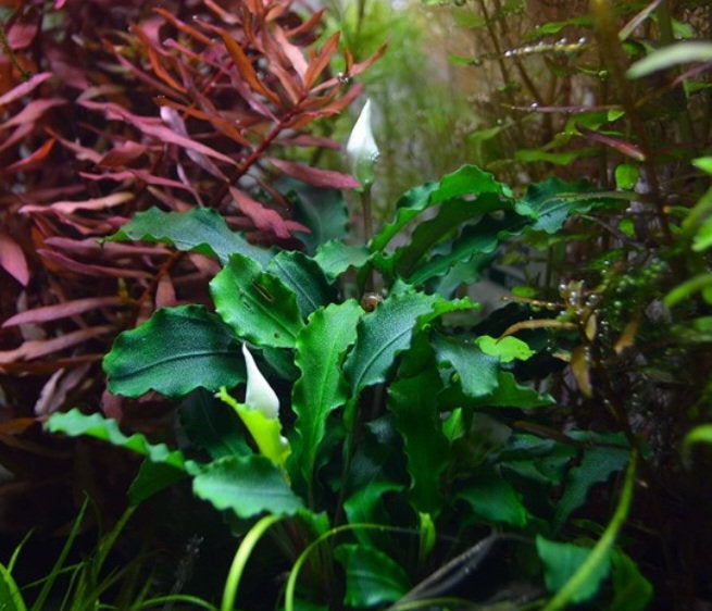 Bucephalandra 'Wavy Green' - In Vitro Cup