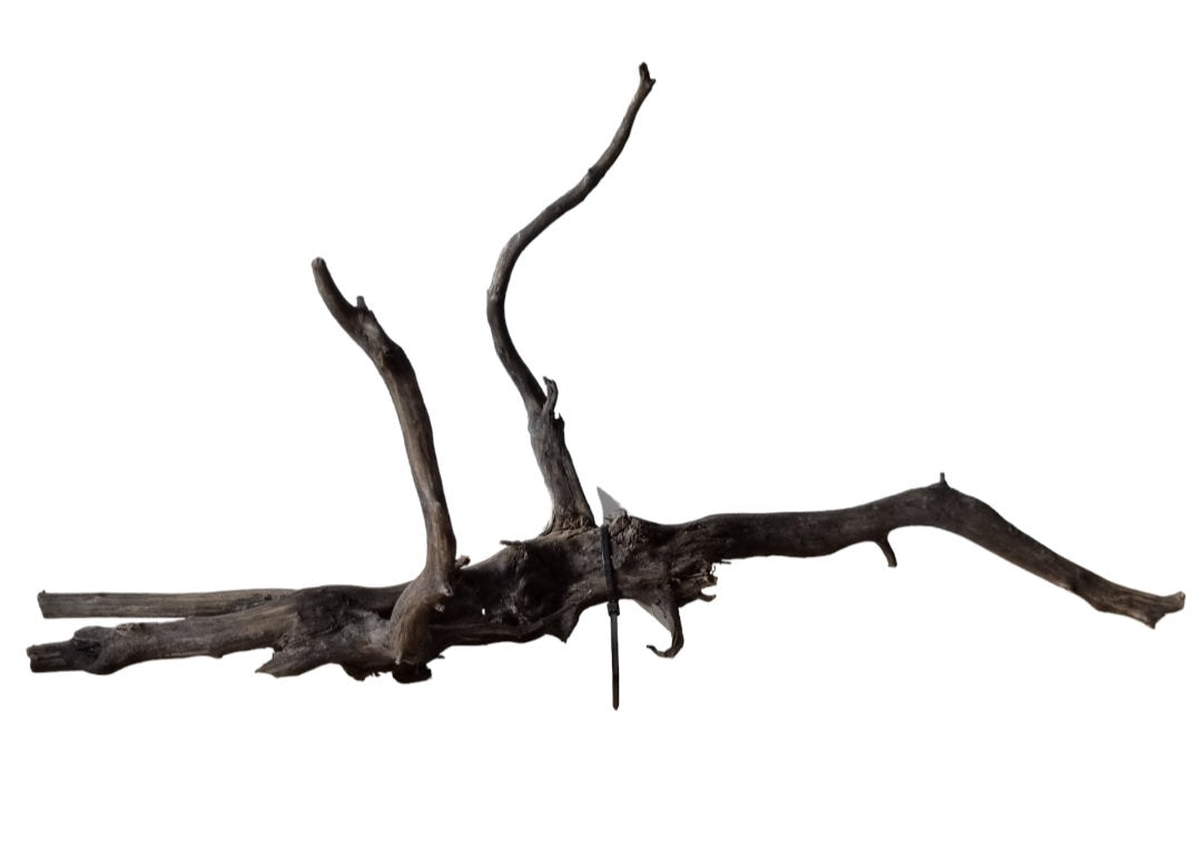 Rasamala Black Scaper Root Nr. 289