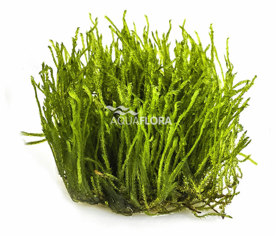 Taxiphyllum sp. 'Spiky'