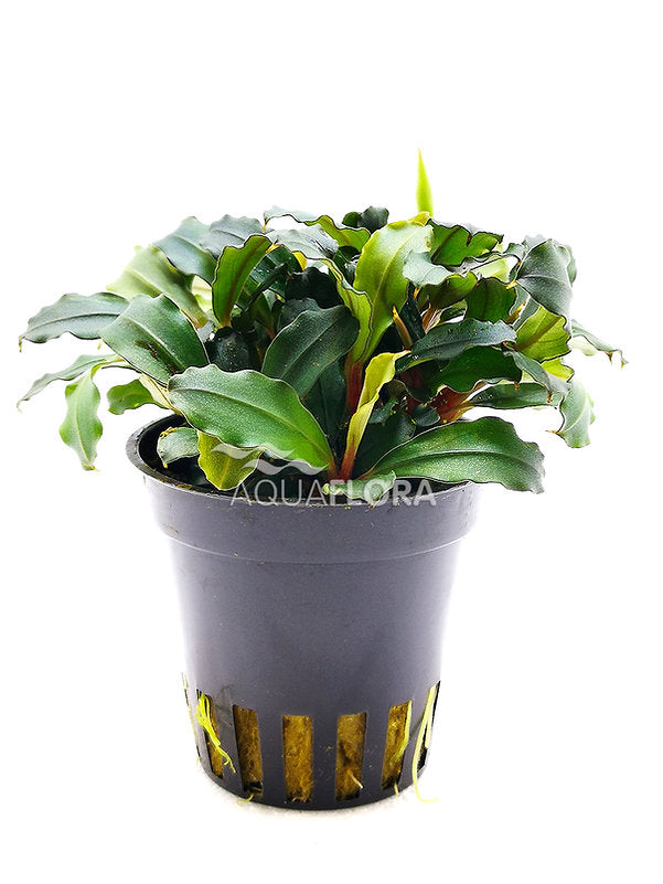 Bucephalandra 'Lamandau Mini Red'