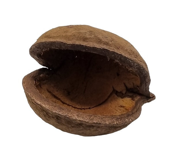 Geöffnete Buddha-Nuss (Pterygota alata). Naturprodukt zur Aquariengestaltung.