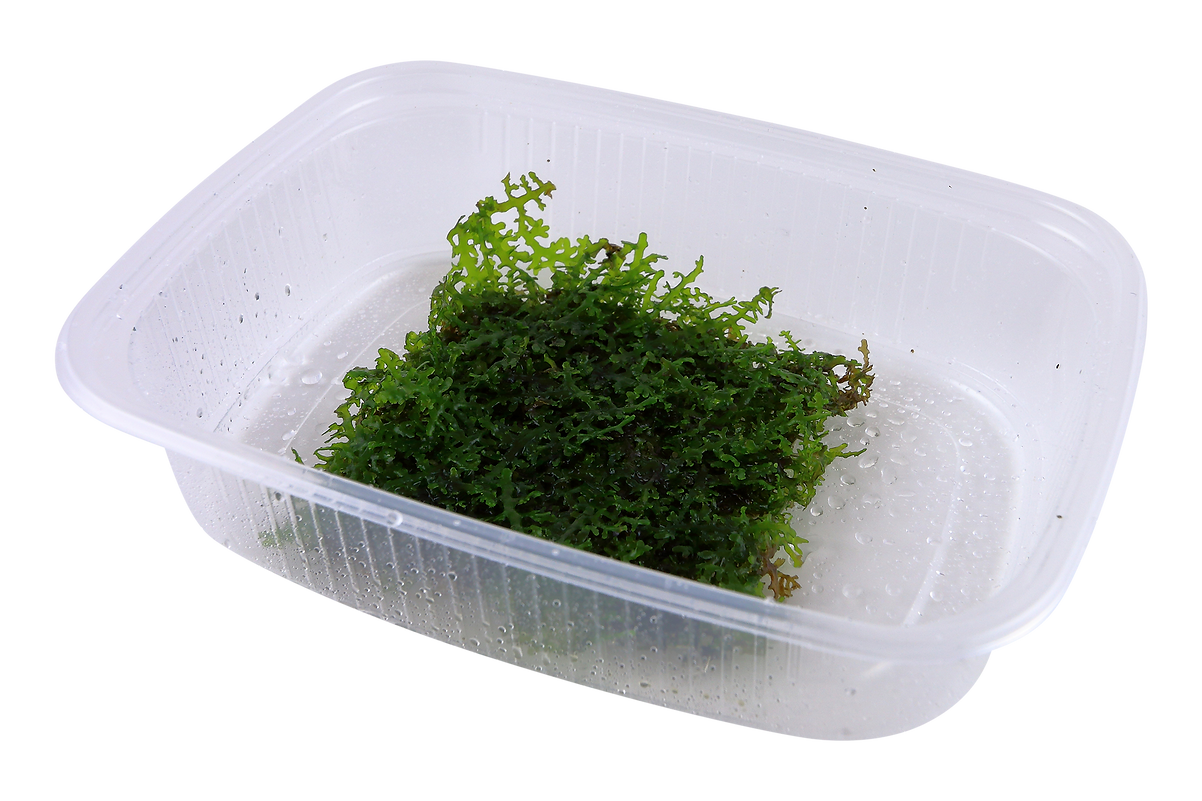 Riccardia chamedryfolia Portion