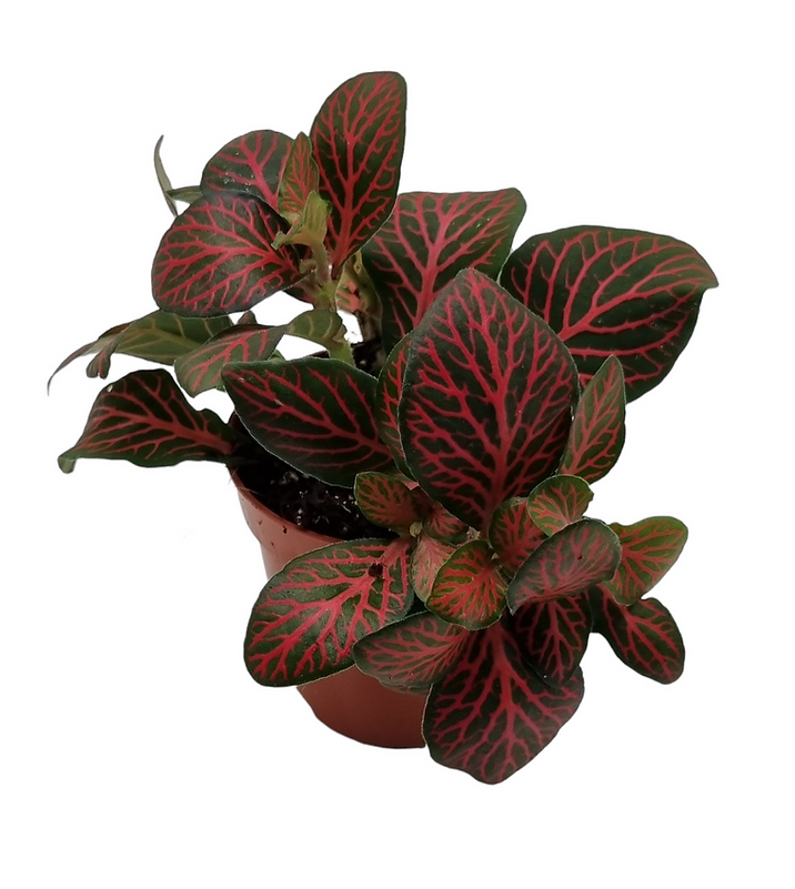 Fittonia rot mix im 5cm DM Topf