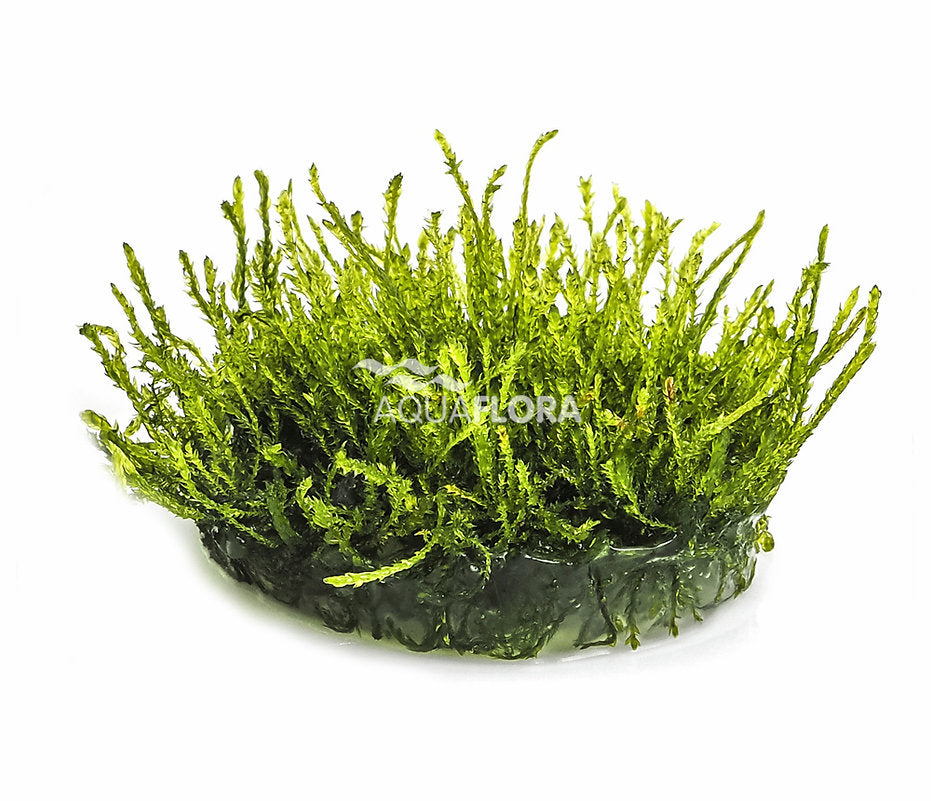 Vesicularia ferriei 'Weeping Moss