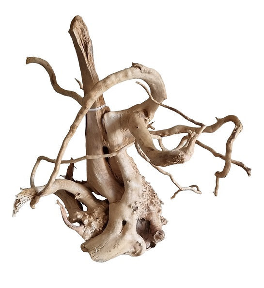 Rote Moorwurzel / Fingerwurzel Größe L Nr.52