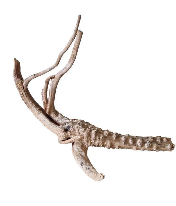 WIO Tree Trunk Wood Wurzel 342