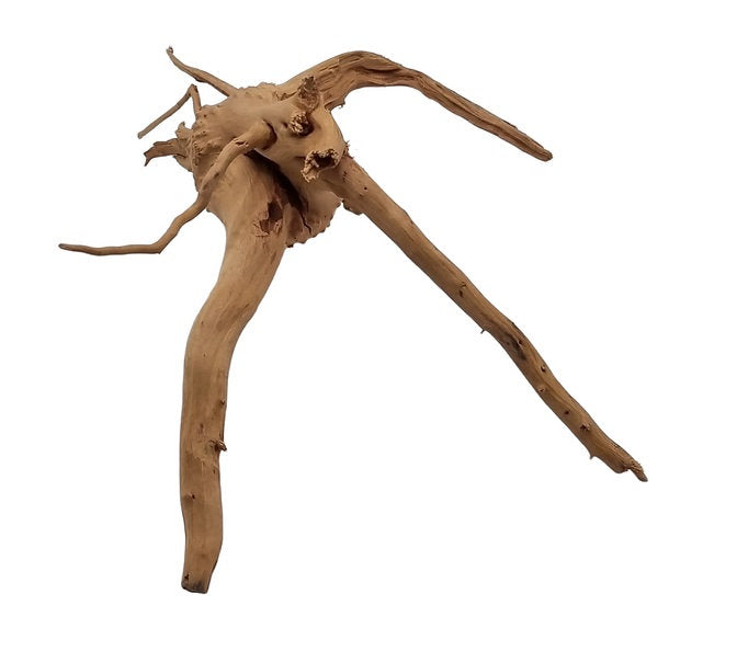 Rote Moorwurzel / Fingerwurzel Größe S Nr.44