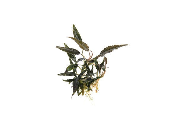 Schismatoglottis roseaspatha invitro