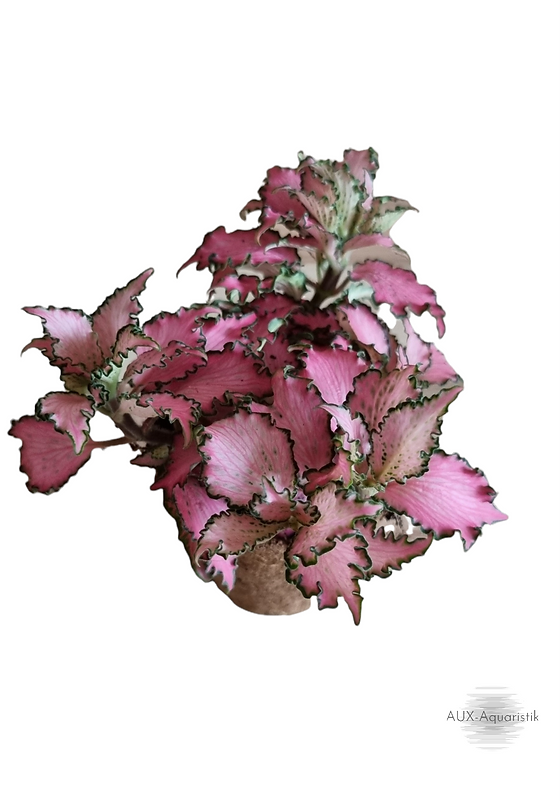 Fittonia verschaffeltii pink