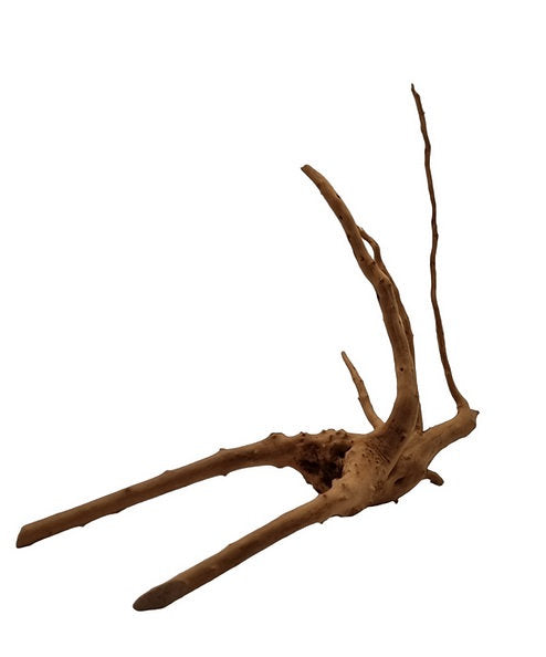 Rote Moorwurzel / Fingerwurzel Größe S Nr.5