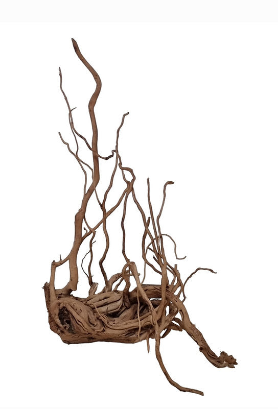 Dragon Wood / Curl Wood Wurzel328