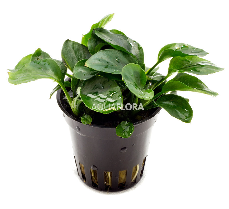 Anubias barteri var. nana 'Round Leaf' ('Coin')