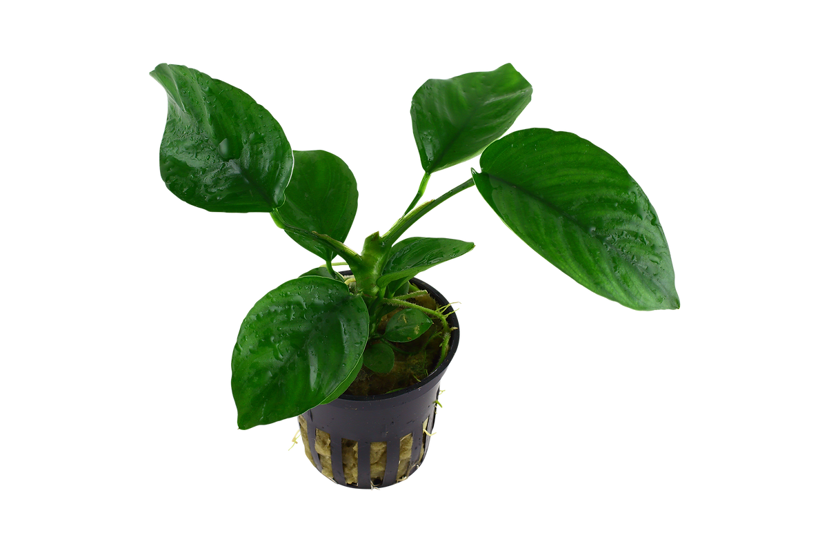 Anubias barteri caladiifolia Topf in Einzelverpackung