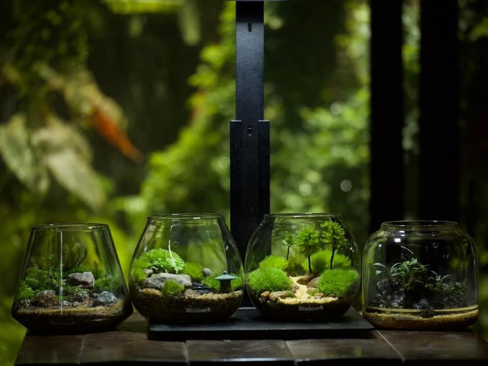 Bioloark Bubble Cup ( verschiedene Modelle )