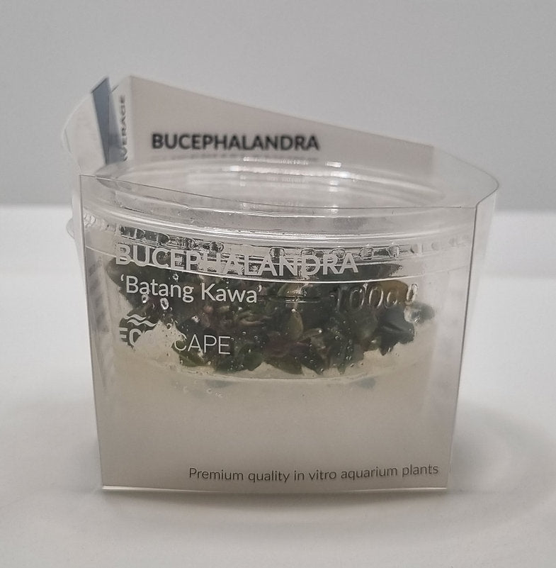 Bucephalandra 'Batang Kawa'