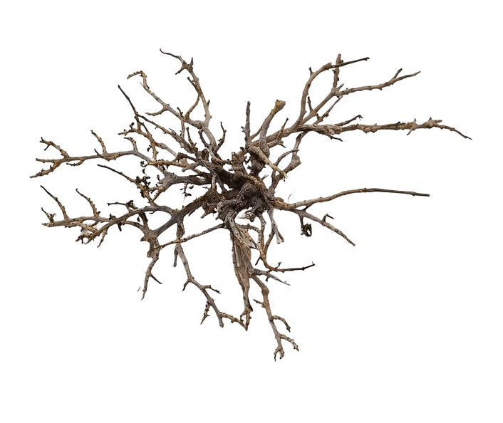 Garnelen Bäumchen / Garnelen Fächer