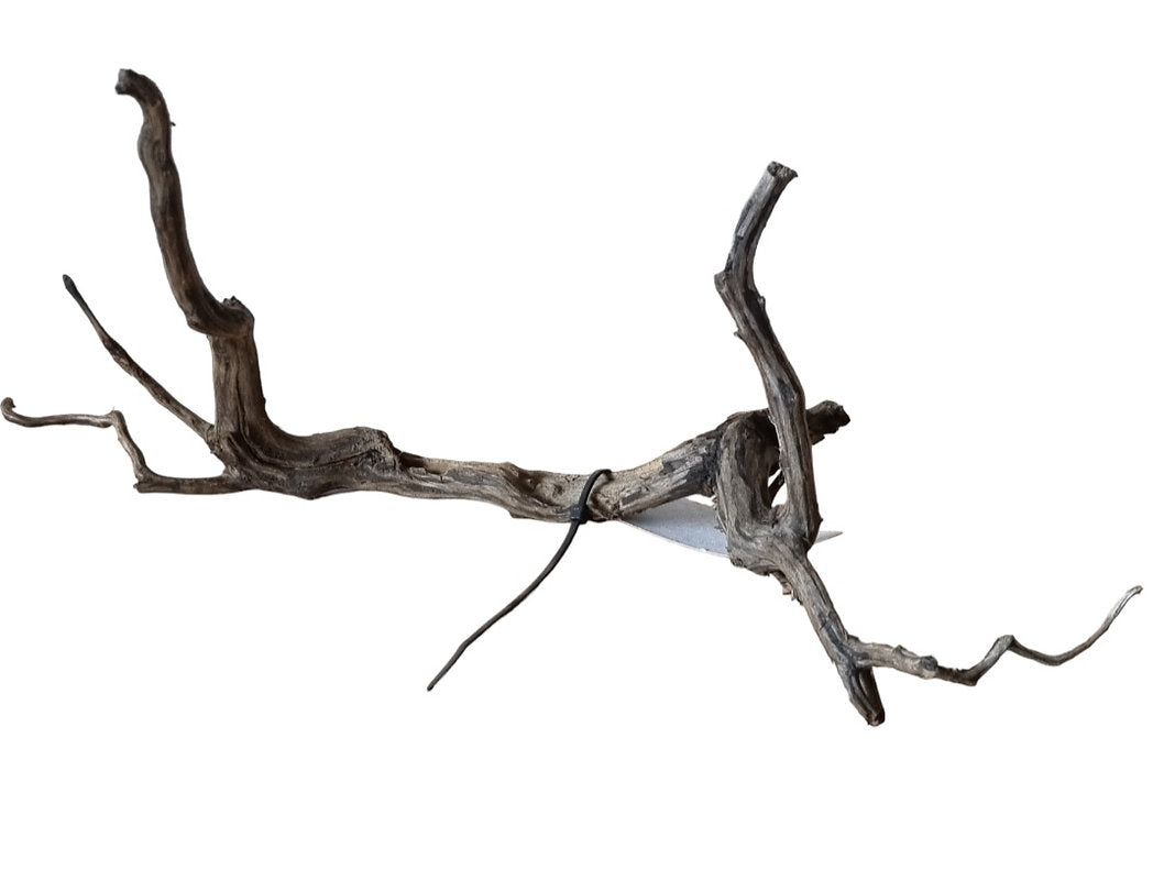 Rasamala Black Scaper Root Nr. 285