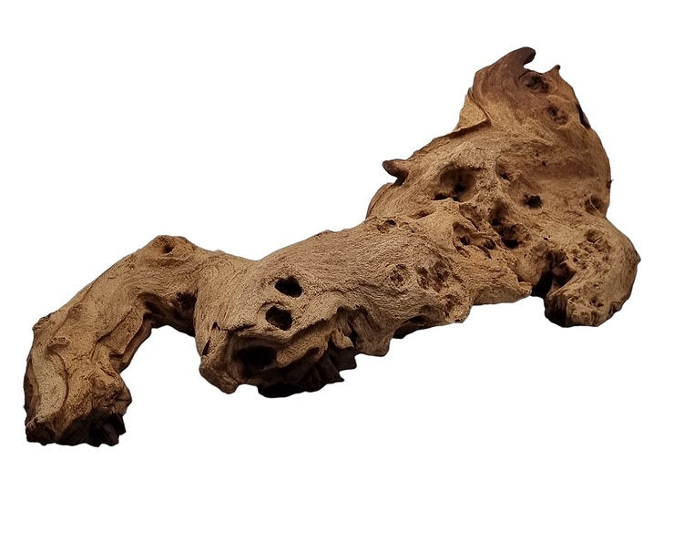 Mopani Wurzel Nr.27