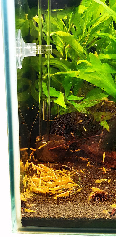 GARNELEN4YOU® Futterrohr-Set aus Laborglas | Rohr und Futter-Schale