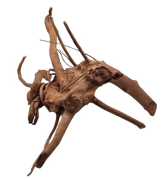 Rote Moorwurzel / Fingerwurzel Größe M Nr.99