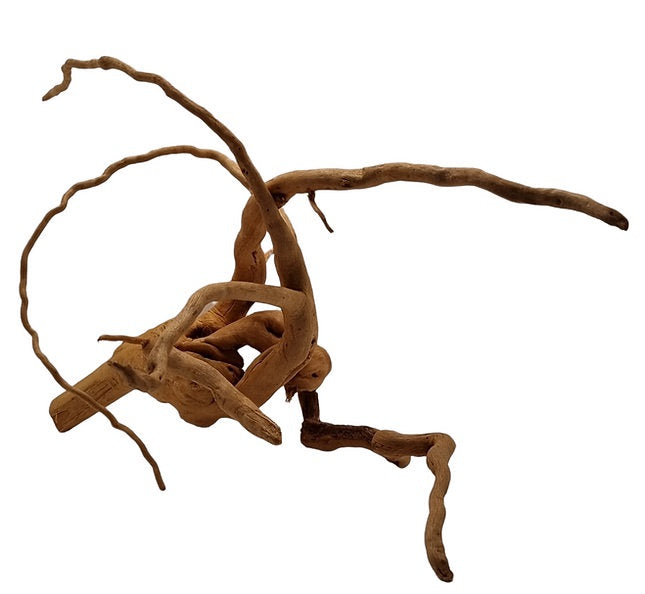 Rote Moorwurzel / Fingerwurzel Größe M Nr.13