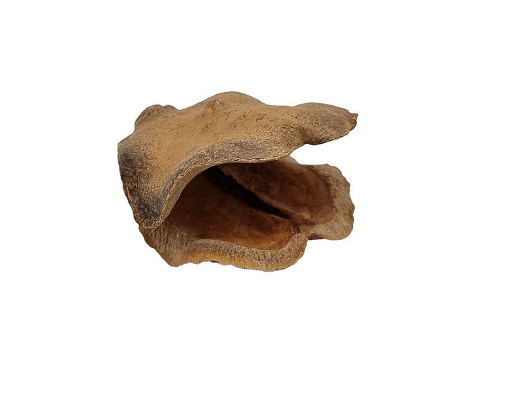 Getrocknete Froschmaulschote für Aquarien. Naturprodukt zur Dekoration und als Versteck für Garnelen.